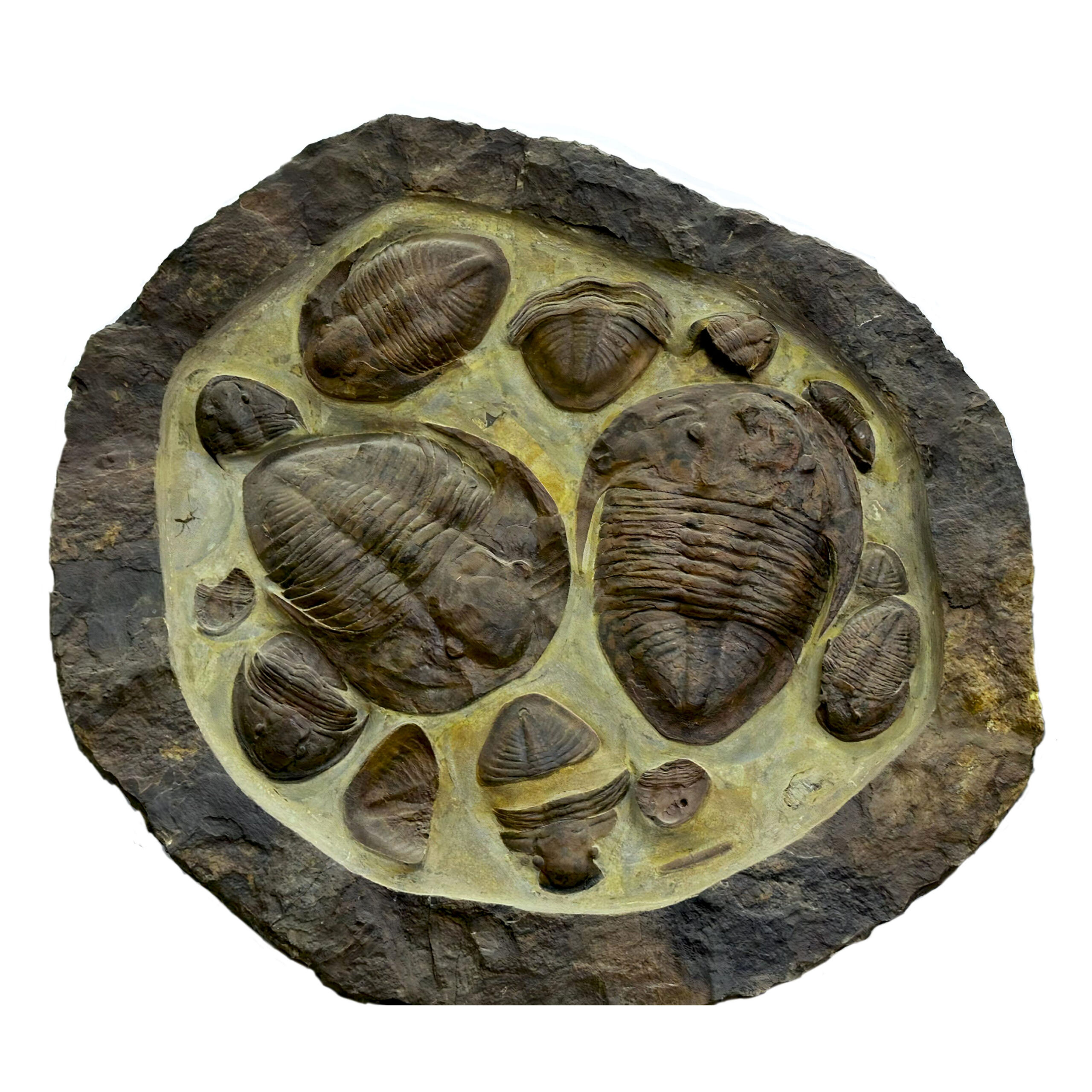 Fossile de trilobite dans une roche sédimentaire – Cheikh Fossils Morocco, image size:2560x2560